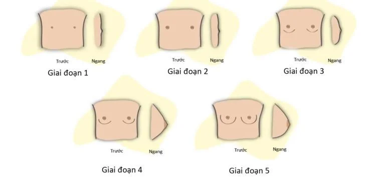 Quá trình phát triển ngực con gái tuổi dậy thì