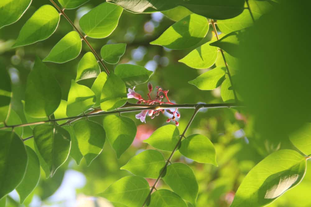 lá cây tắm trị ngứa: lá khế