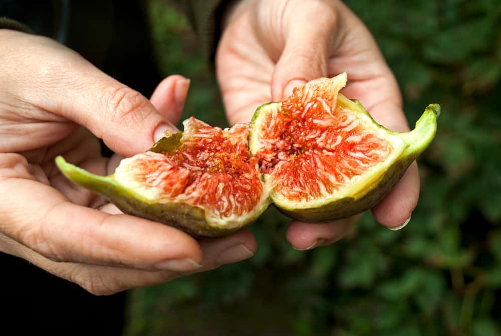 tác dụng của quả sung