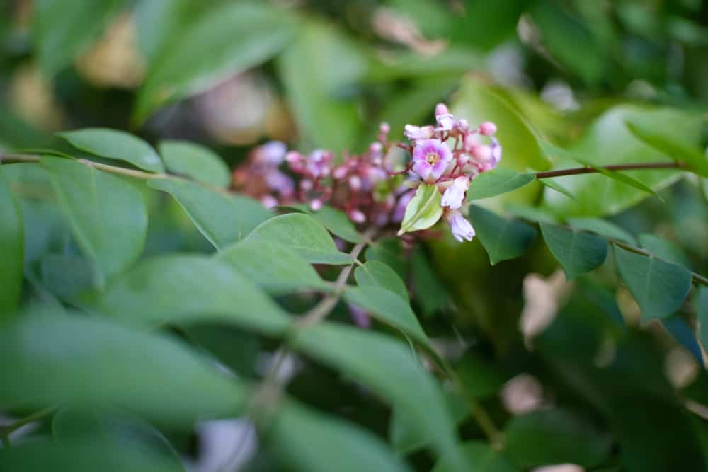 tắm lá khế cho trẻ sơ sinh