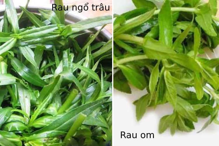 5 bài thuốc trị sỏi thận bằng rau om (rau ngổ) hiệu quả nhất